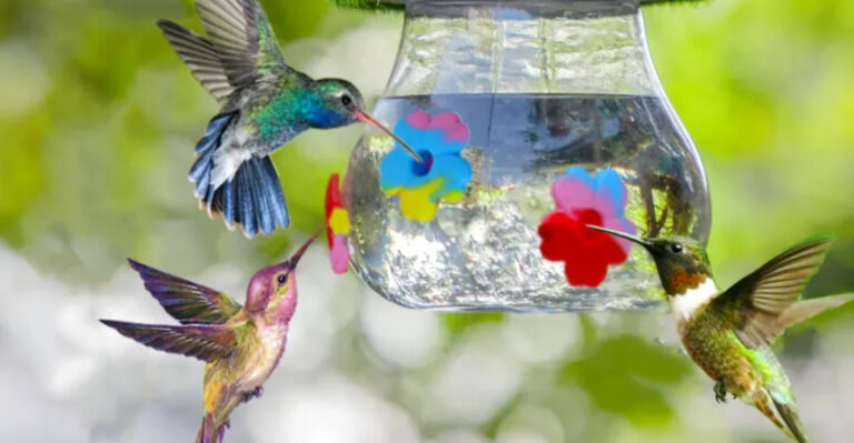 Stop the Leaks! 11 Genius Tricks to Keep Your Hummingbird Feeder from Dripping All Over