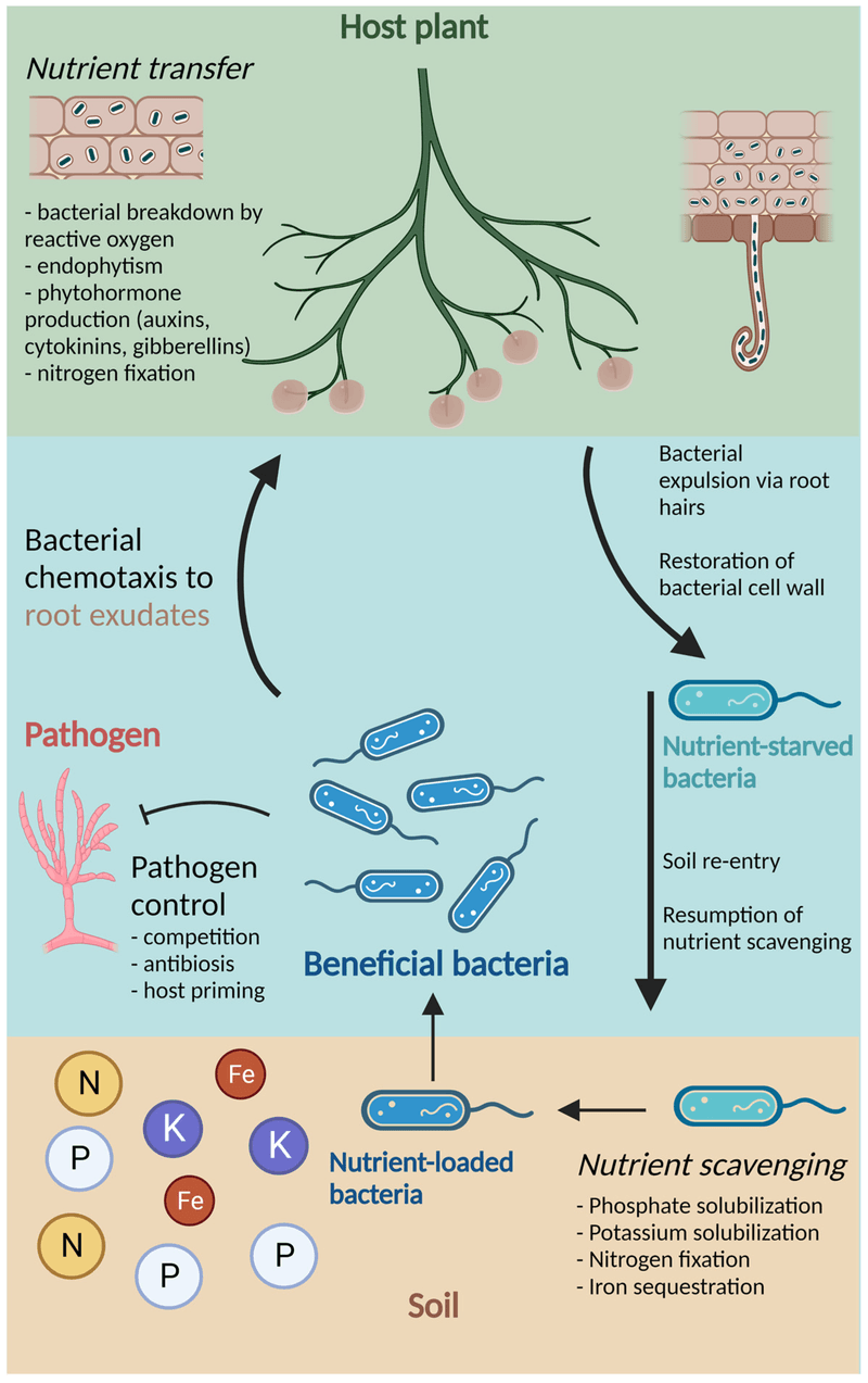 Beneficial Microorganisms