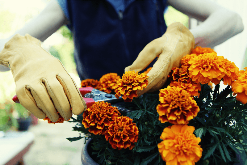 Pruning for Pest Control