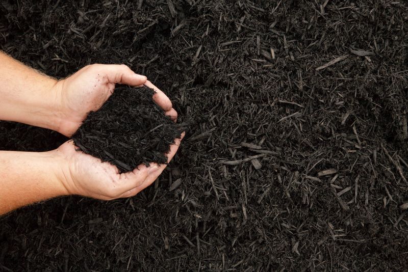 Mulching Magic Protects Root Systems