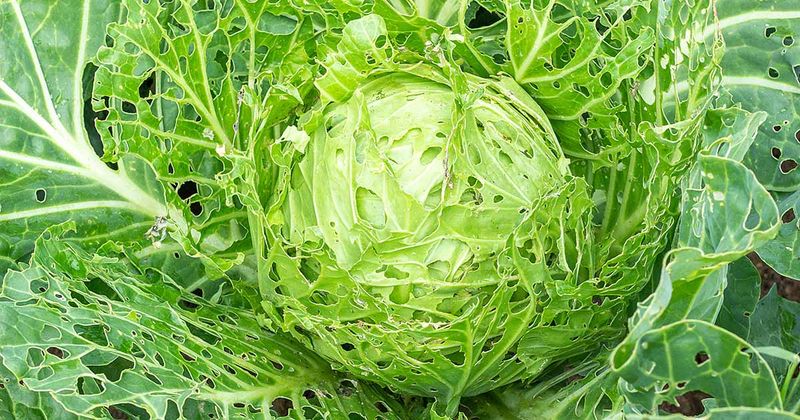Cabbage