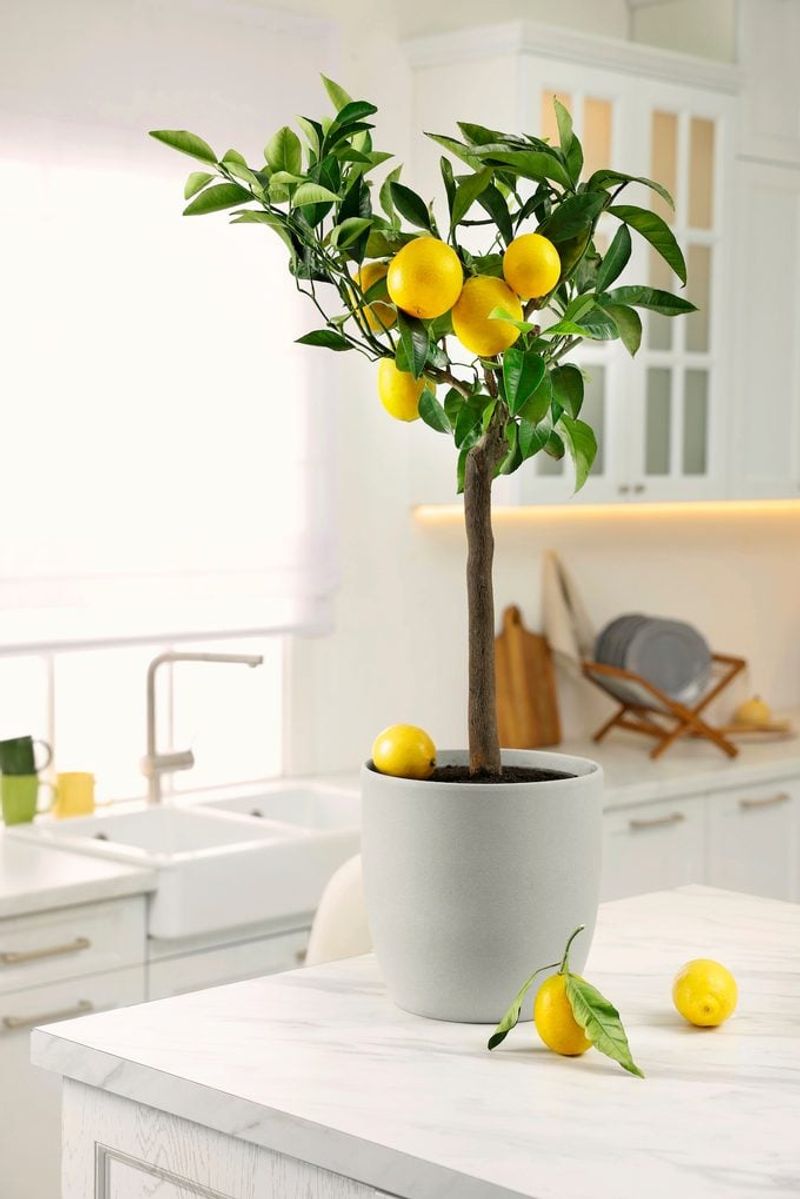 Dwarf Lemon Tree