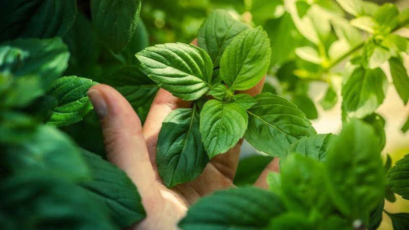 Basil Leaves Became More Flavorful