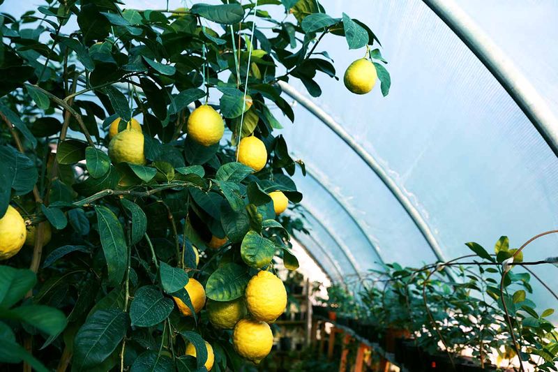 Lemon Tree