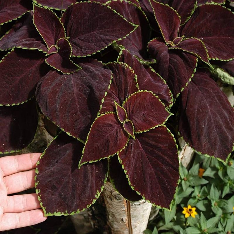 Chocolate Mint Coleus (Coleus ‘Chocolate Mint’)