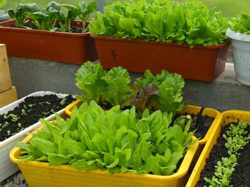 Salad Box (Cut-and-Come-Again Greens)