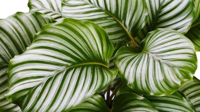 Calathea Orbifolia