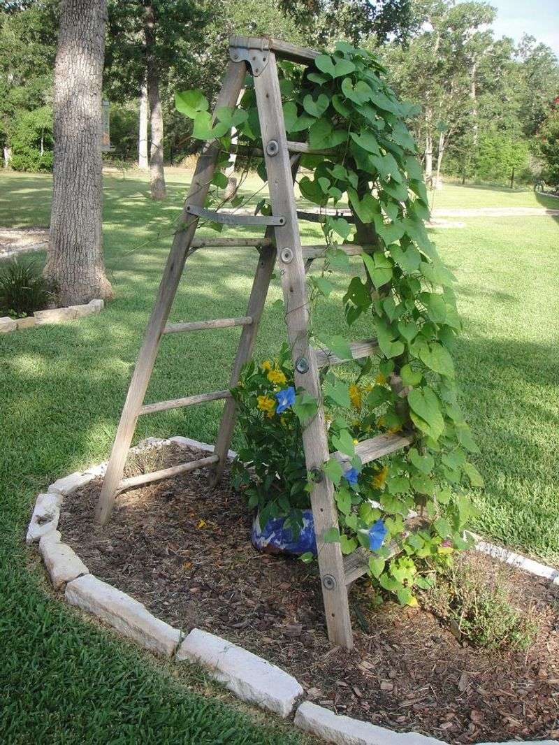 Old Ladder Trellis