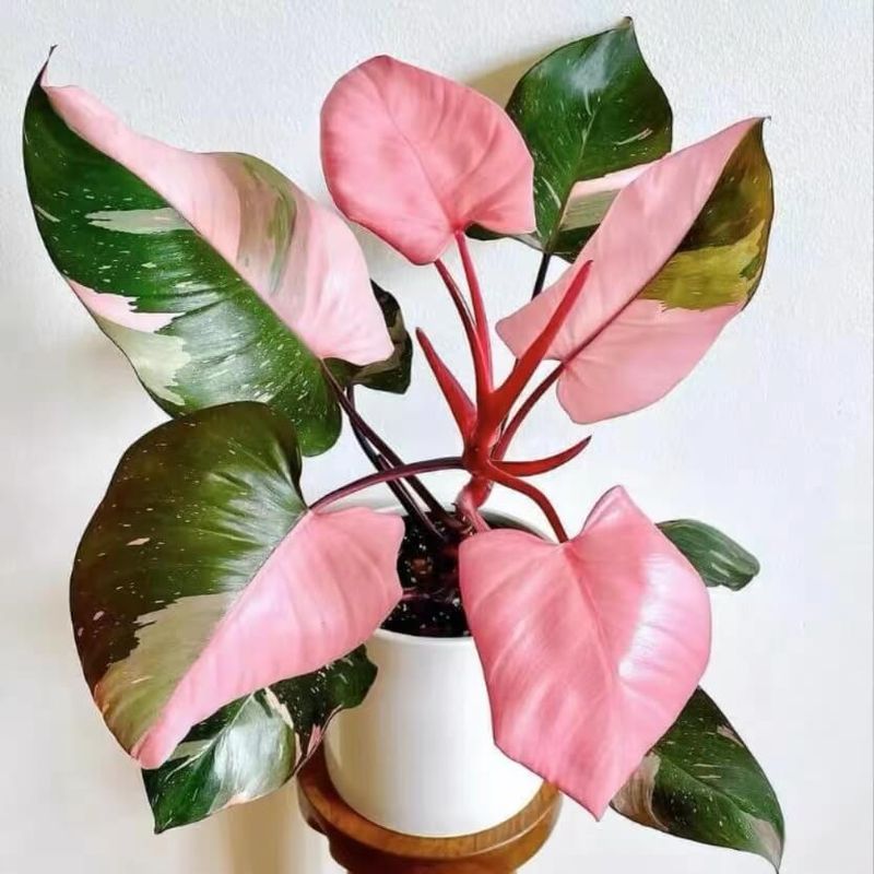 Pink Princess Philodendron (Philodendron erubescens) – The 