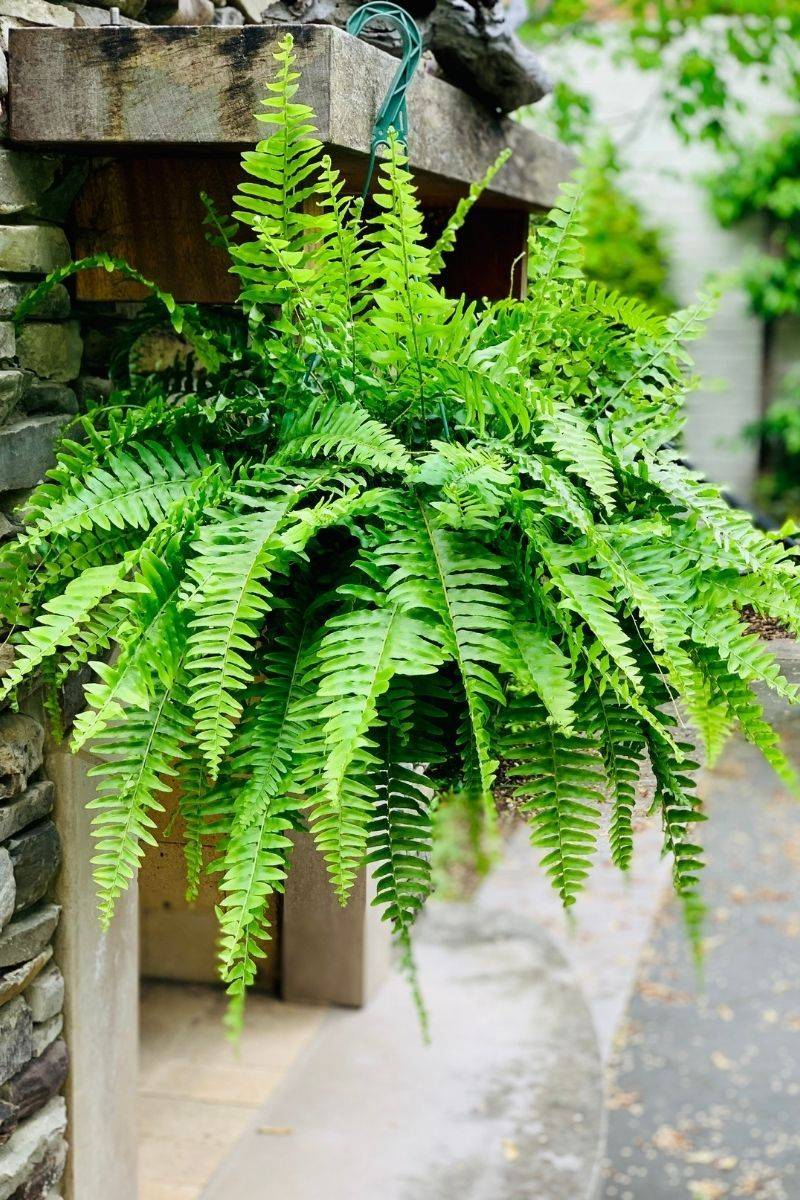 Boston Fern (Nephrolepis exaltata)