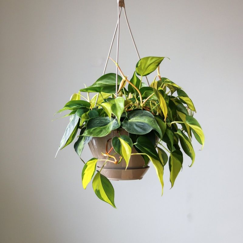 Philodendron ‘Brasil’ (Philodendron hederaceum)