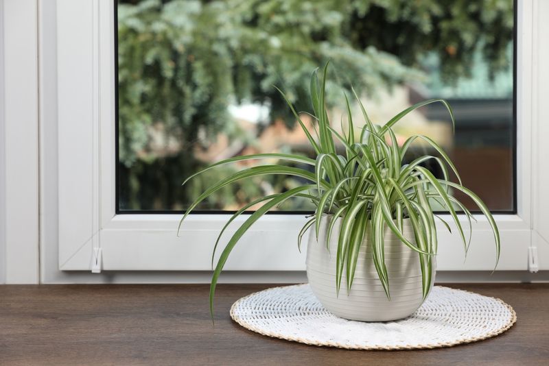 Spider Plant (Chlorophytum comosum)