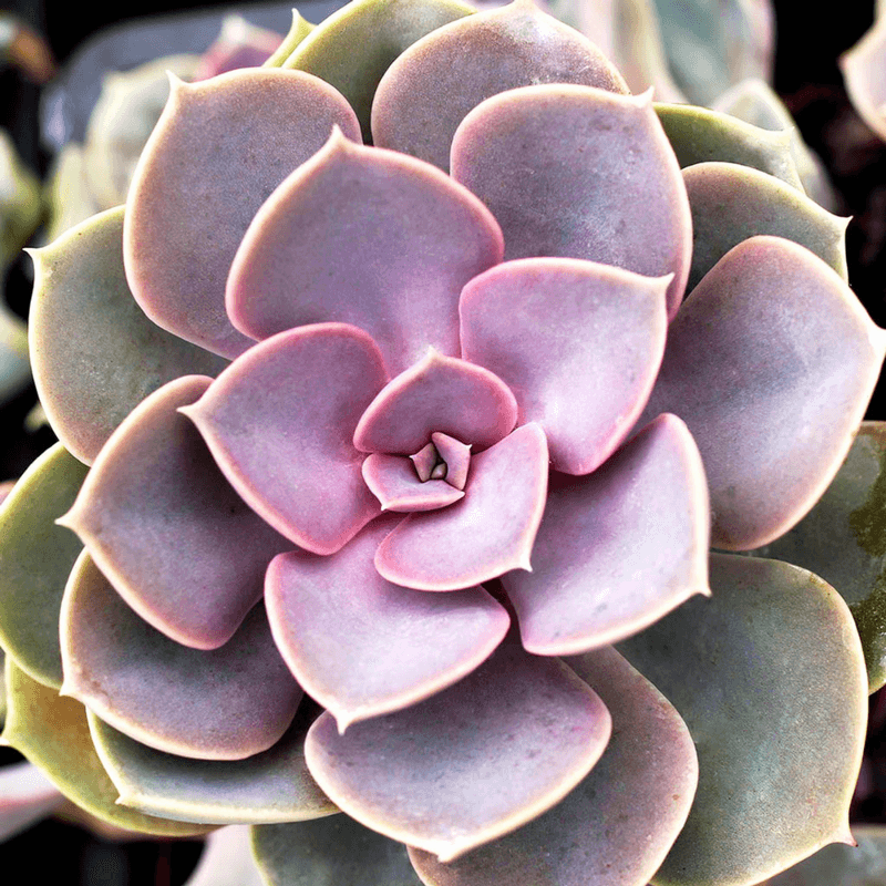 Echeveria (Echeveria spp.) – The 