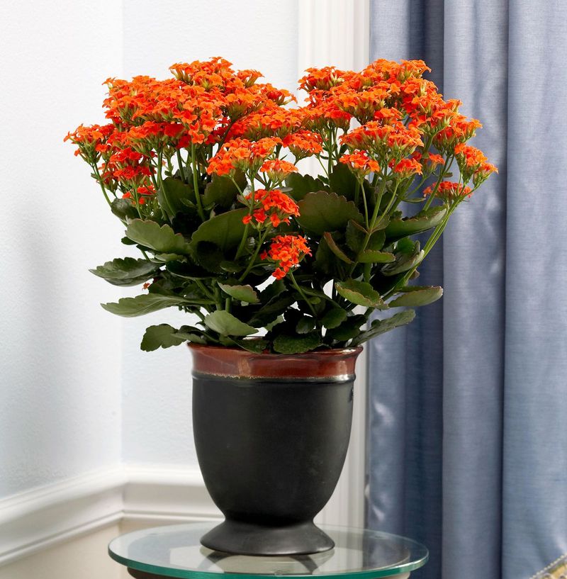 Kalanchoe