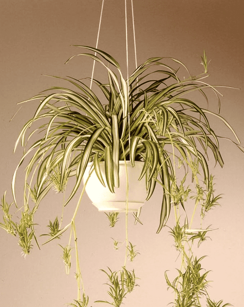 Spider Plant (Chlorophytum comosum)
