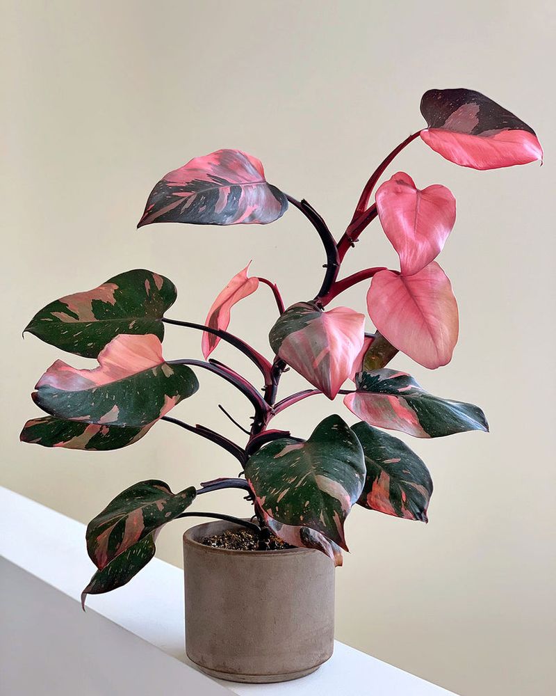 Philodendron 'Pink Princess'