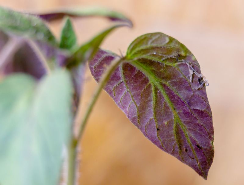 Purple or Red Discoloration on Foliage