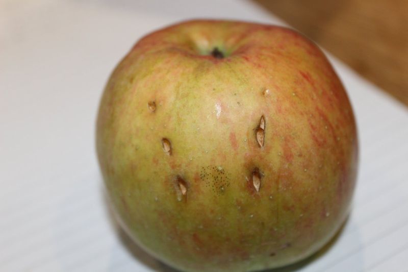 Bite Marks on Fruits