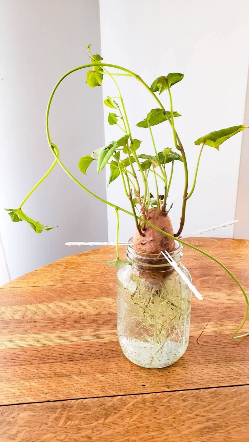 Sweet Potato Slip Jar