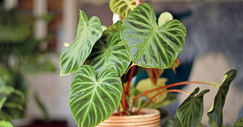 Philodendron