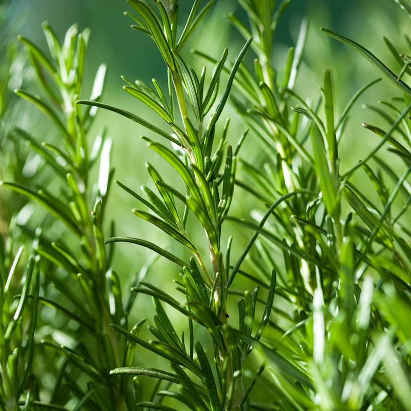 Rosemary - The Herb That Seasons Itself for Success