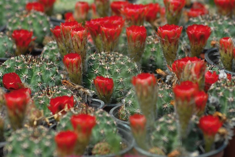 Cacti