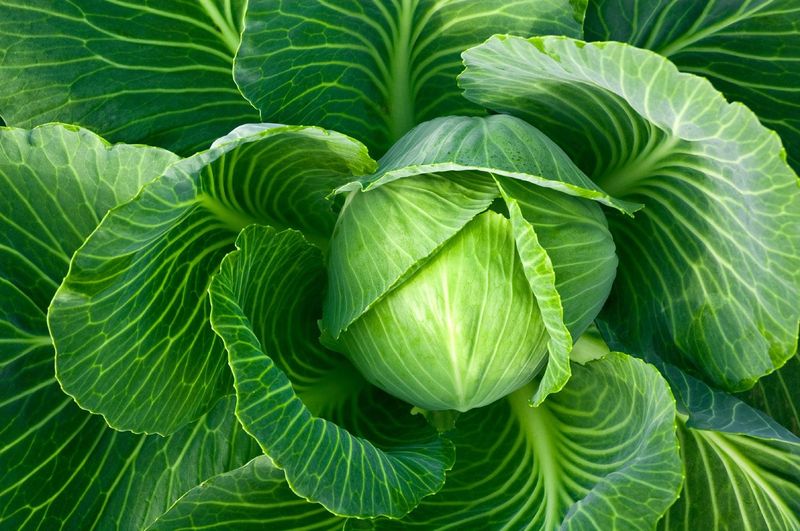 Cabbage