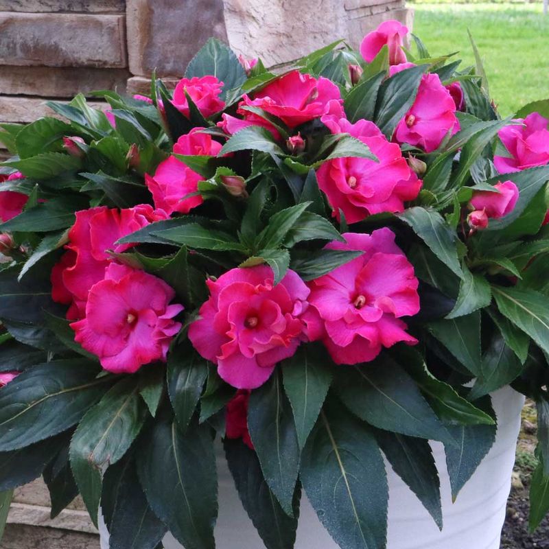 New Guinea Impatiens