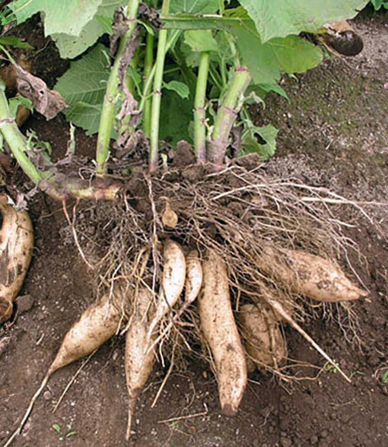 Yacon (Peruvian Ground Apple)