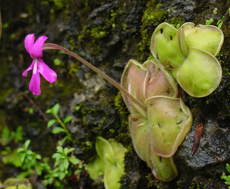 Butterwort (Pinguicula)