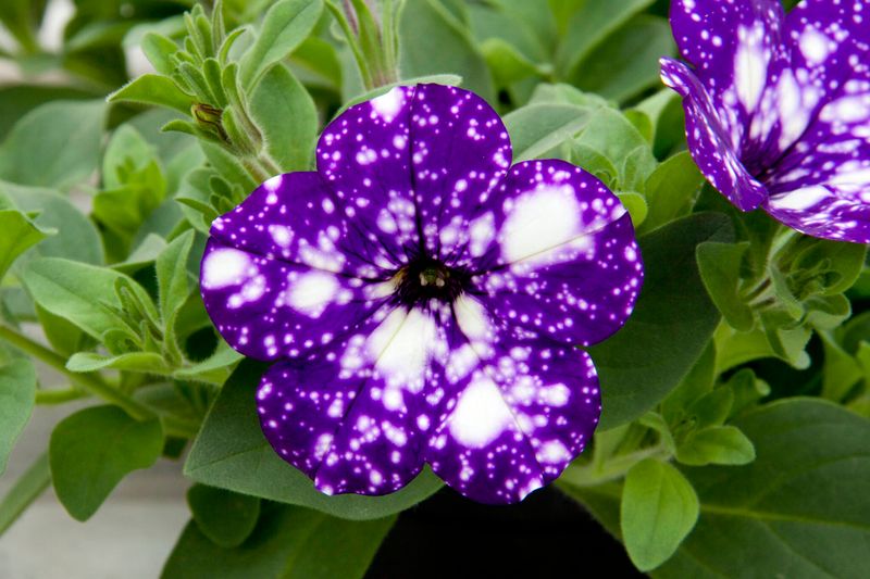 Petunia 'Night Sky'