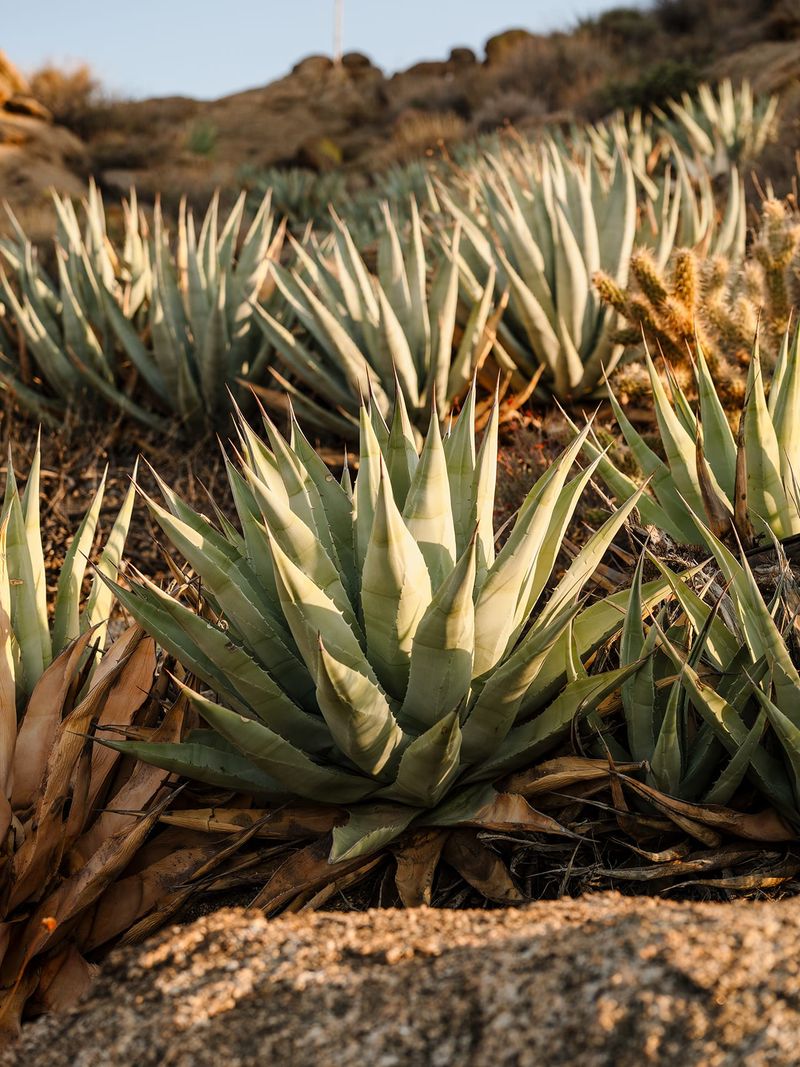 Agave