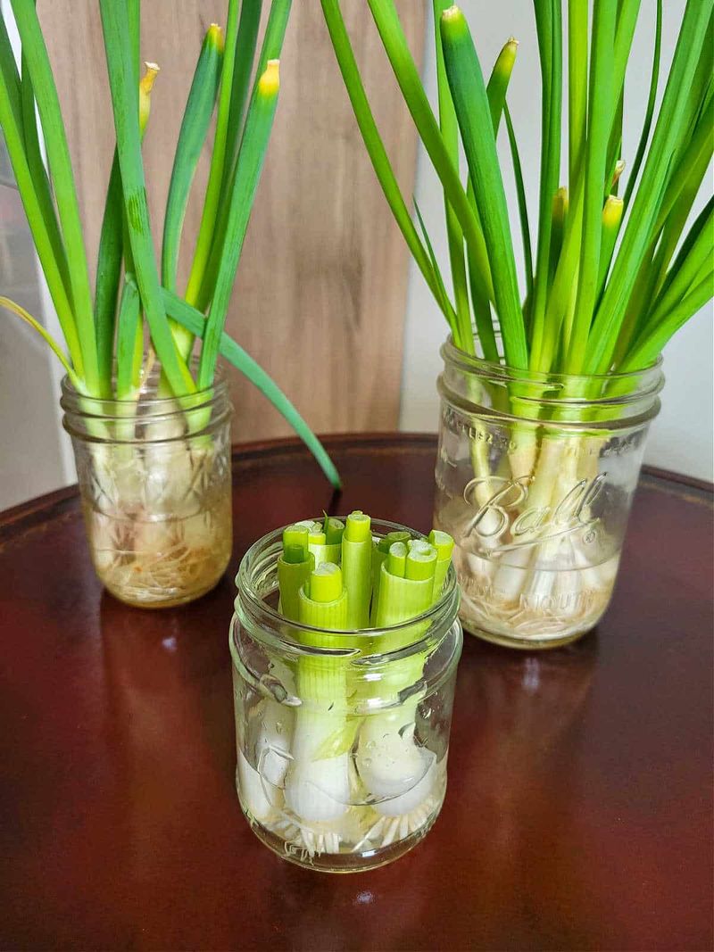 Regrow Green Onions in Water