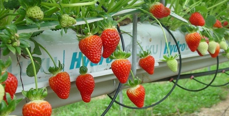 Everbearing Strawberries (Year-Round Fruit Hack)