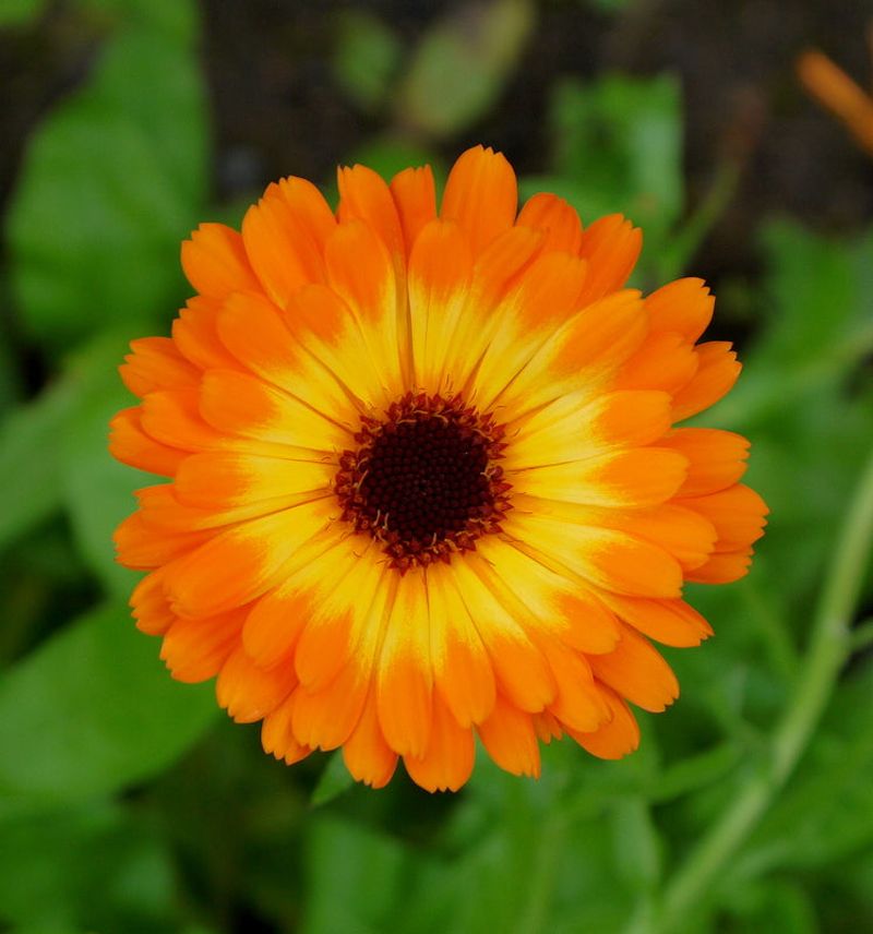 Calendula