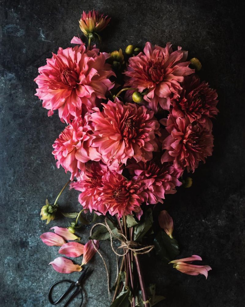 Dahlias