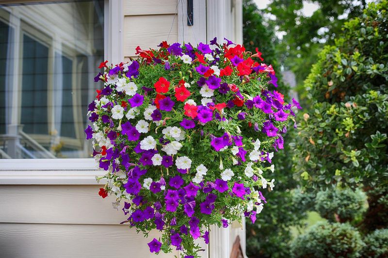 Petunias - Trailing Beauties That Never Quit