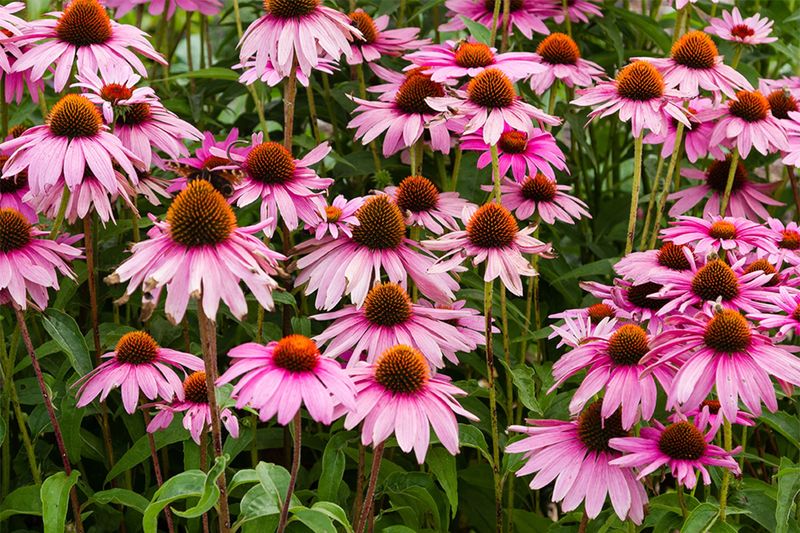Coneflowers (Echinacea)