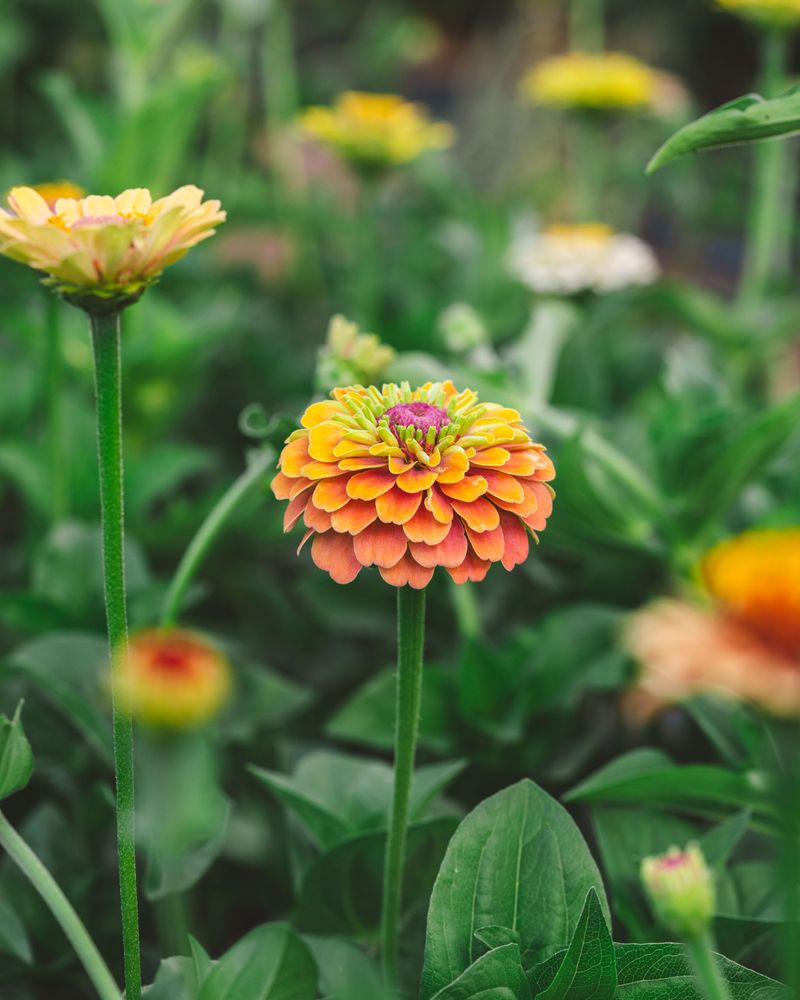 Zinnias: The Resilient Beauties