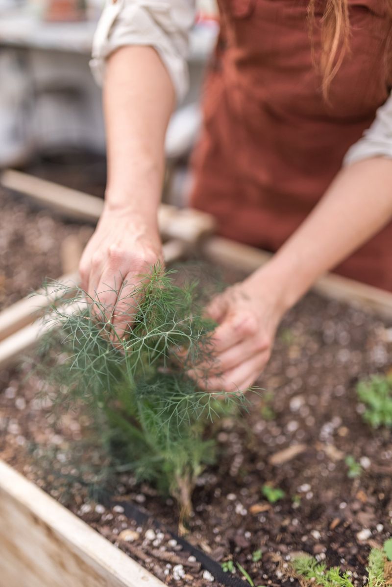 Dill – The Tomato Hornworm Bait