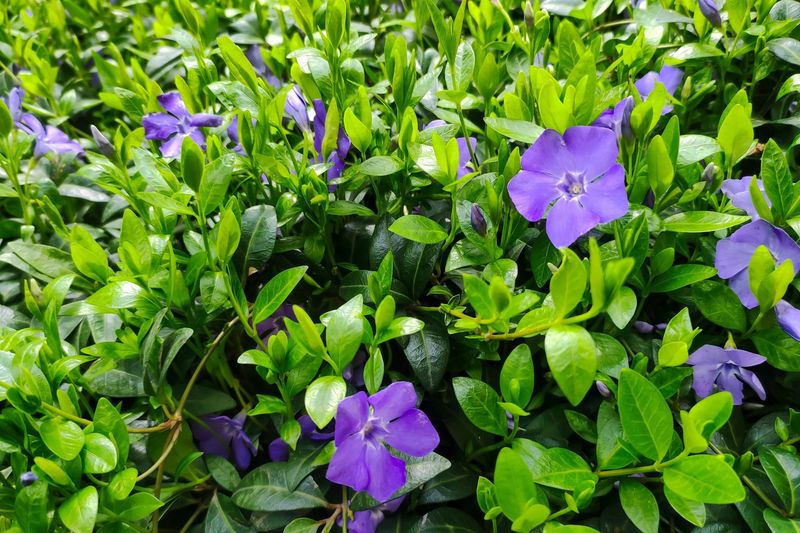 Water Requirements: Moisture-Lover vs. Drought-Tolerant