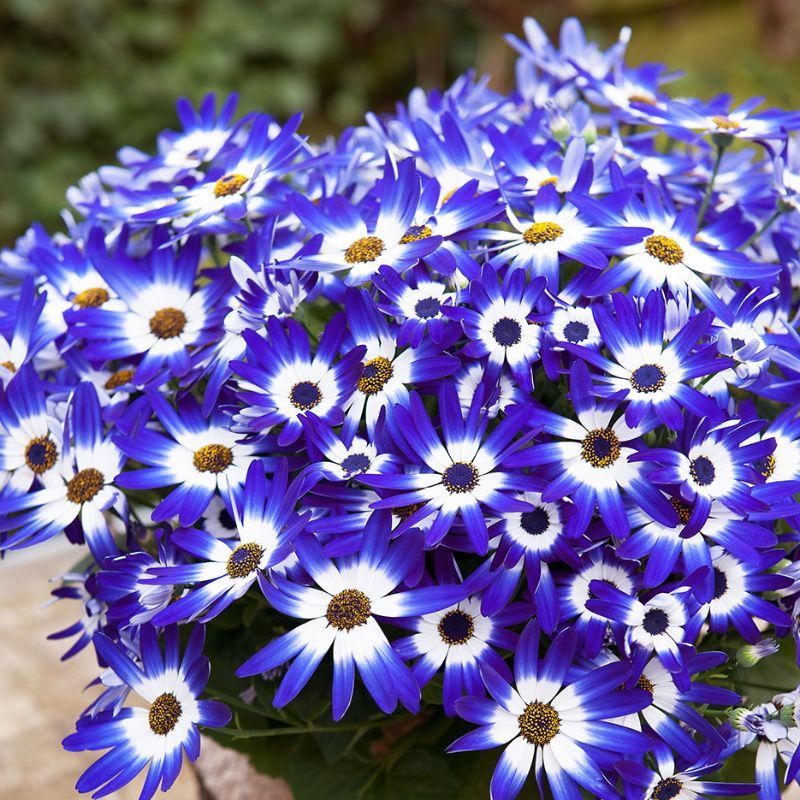 Cineraria - Cool Season Blue Delight