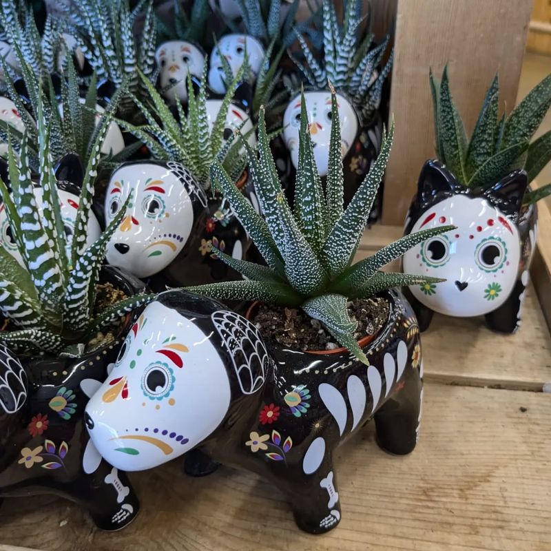 Haworthia (Haworthia spp.)