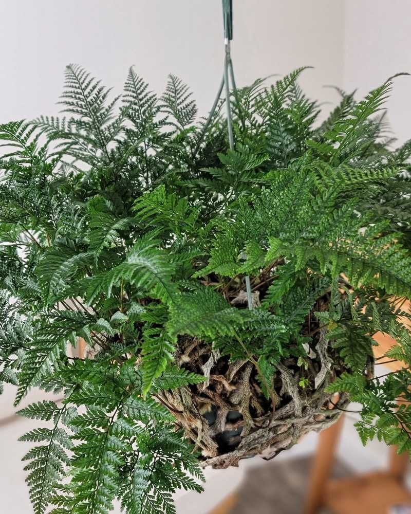 Rabbit’s Foot Fern (Davallia fejeensis)