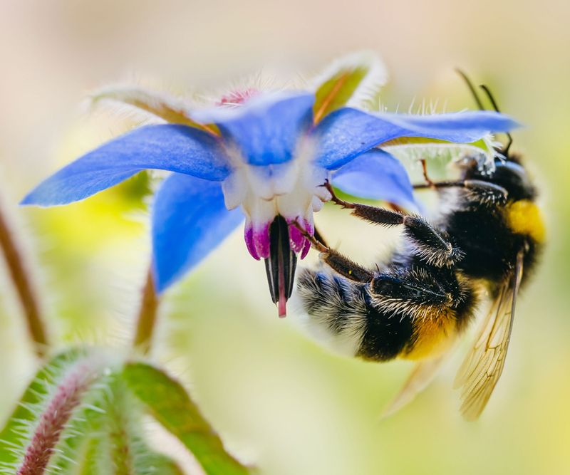 Borage