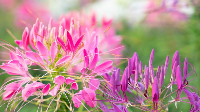 Cleome