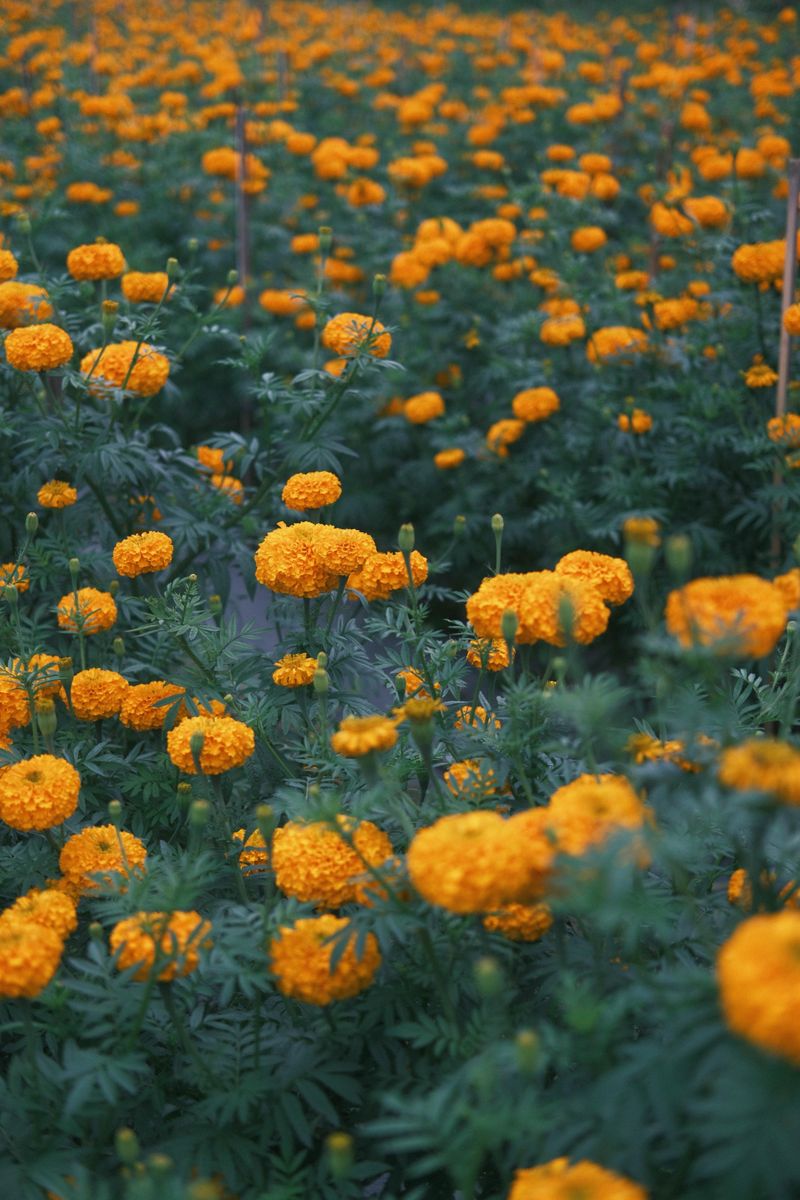 Marigold
