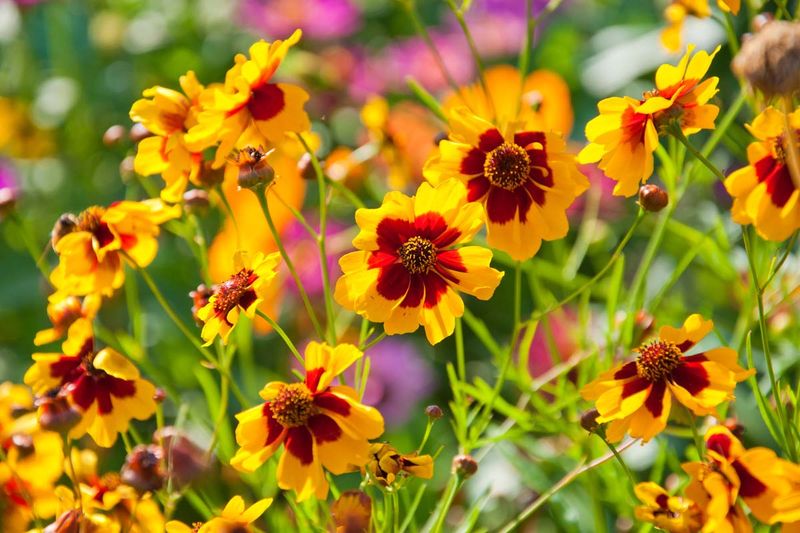 Coreopsis