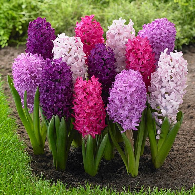 Hyacinth Harmony