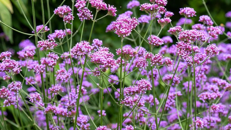 Verbena bonariensis (Purpletop Vervain)